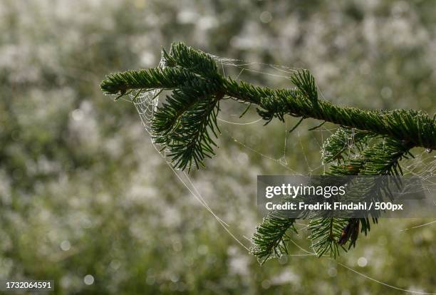 close-up of pine tree branch - närbild stockfoto's en -beelden