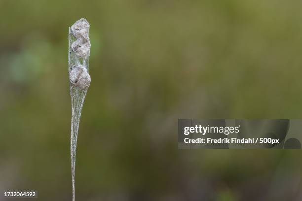 close-up of frozen plant - närbild fotografías e imágenes de stock