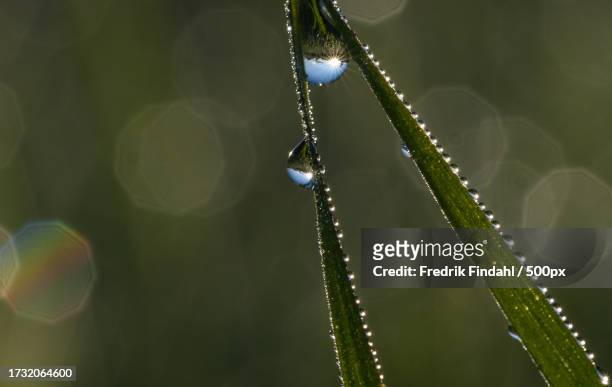 close-up of water drops on plant - närbild stock pictures, royalty-free photos & images