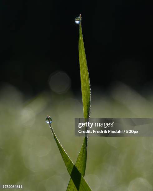 close-up of wet plant - närbild fotografías e imágenes de stock