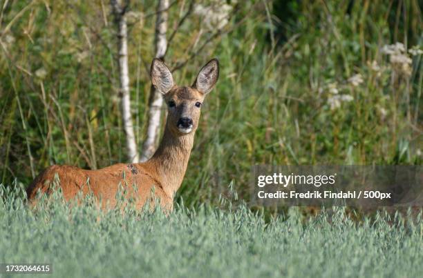 portrait of roe white standing on field - vildmark stock-fotos und bilder