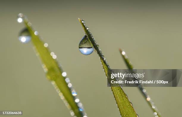 close-up of water drops on plant - närbild stock pictures, royalty-free photos & images