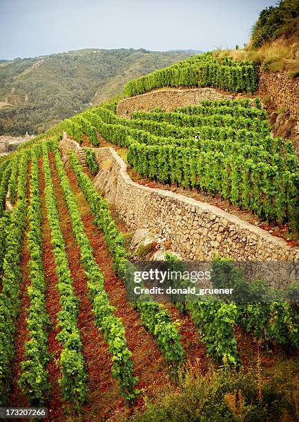 terraced vineyard - rhone stockfoto's en -beelden