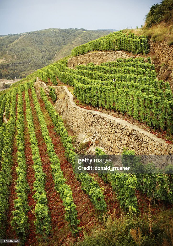 Terraced Vineyard