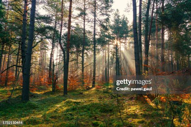 morning foggy forest with sunlight poland - silesia forest stock pictures, royalty-free photos & images