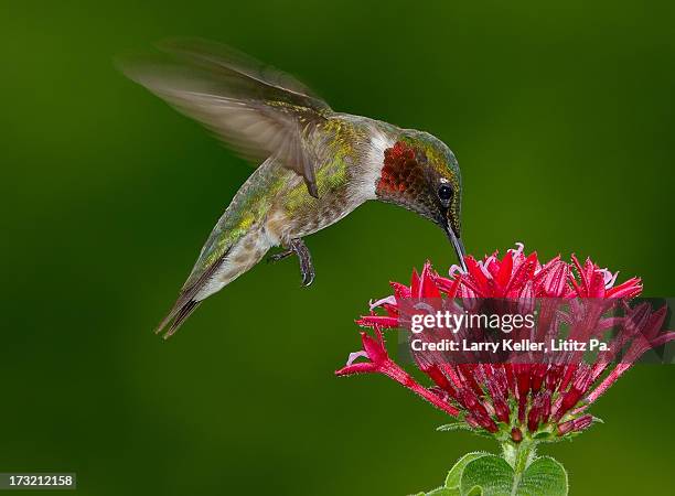 hovering ruby-throat hummingbird - hummingbirds stock pictures, royalty-free photos & images