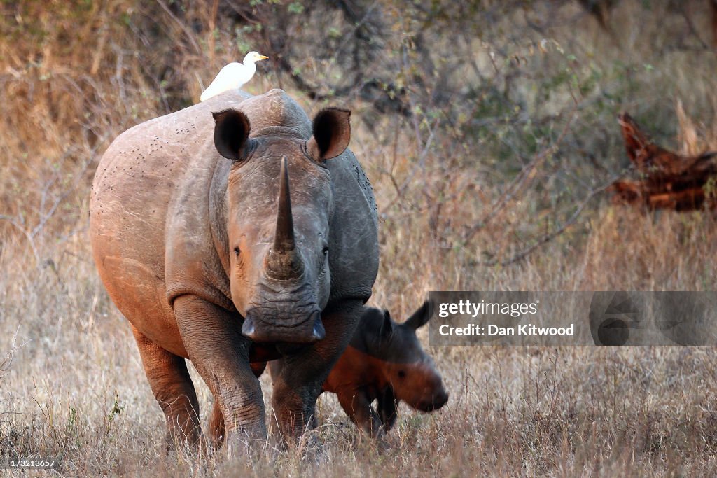 Wildlife In Kruger National Park