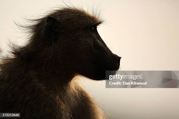 Chacma Baboon rests on a rock in Kruger National Park on July 8, 2013 in Lower Sabie, South Africa. The Kruger National Park was established in 1898,...