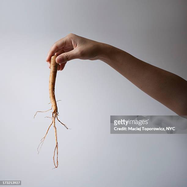 hand holding a ginseng root - ginseng stock-fotos und bilder