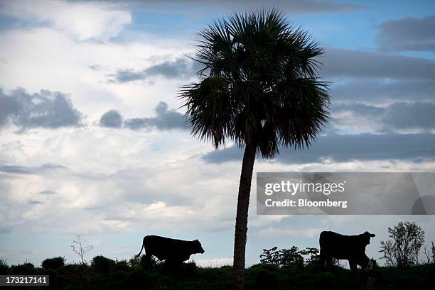 Adams Ranch Fl Adams Ranch Inc Photos and Premium High Res Pictures - Getty Images