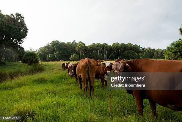 Adams Ranch Fl Adams Ranch Inc Photos and Premium High Res Pictures - Getty Images