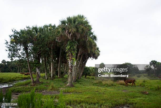 Adams Ranch Fl 28 Adams Ranch Inc Stock Photos, High-Res Pictures, and Images - Getty ...