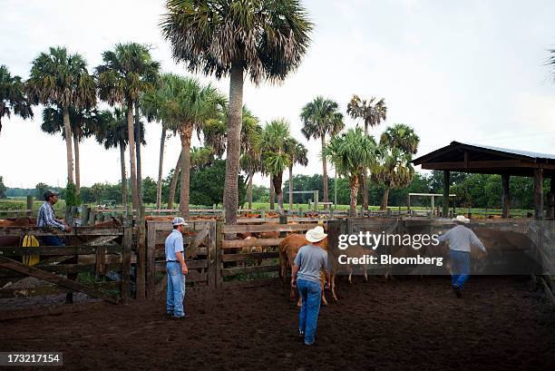 Adams Ranch Fl 28 Adams Ranch Inc Stock Photos, High-Res Pictures, and Images - Getty ...