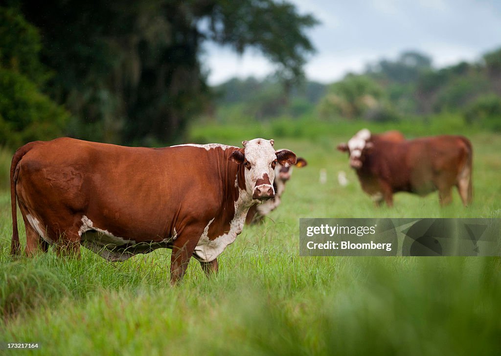 Adams Ranch Braford cattle graze at the Adams Ranch Inc. in St. Lucie County ...