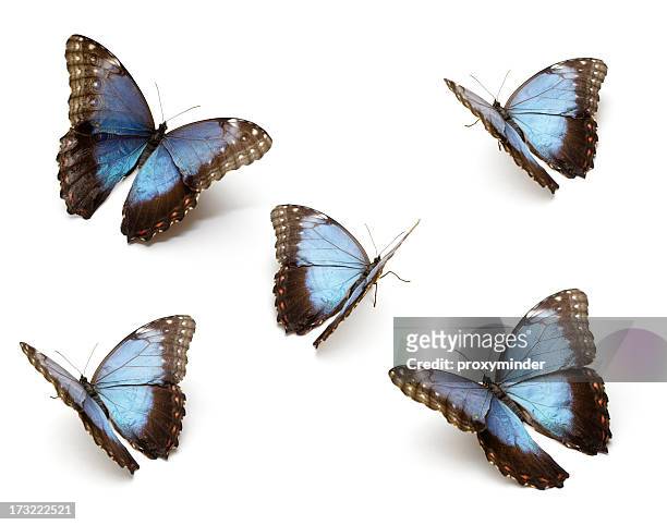 blauer schmetterling's - morpho butterfly stock-fotos und bilder