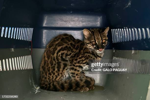 Margay, a small spotted cat, is seen at the TUERI Wildlife Hospital, created by the San Francisco University of San Francisco de Quito , in Quito on...