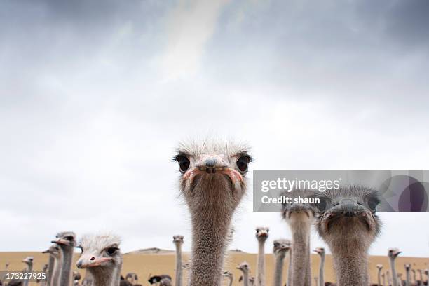 die strauße - südafrika tiere stock-fotos und bilder