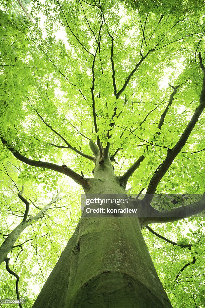 Shallow DOF - Green Tree Looking up