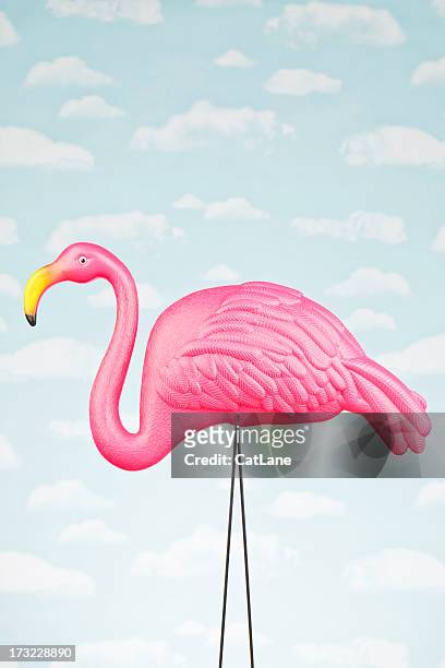 weibliche pink flamingo gegen himmel - flamingos stock-fotos und bilder