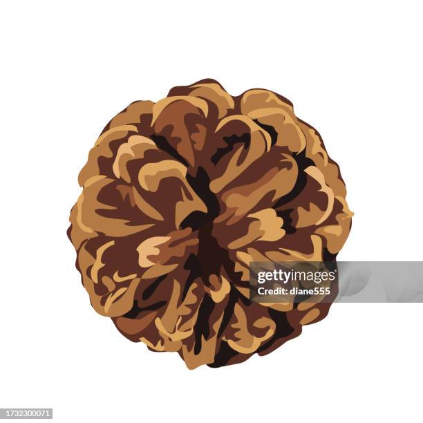 pine cone on a transparent base - pine cone close up stock illustrations