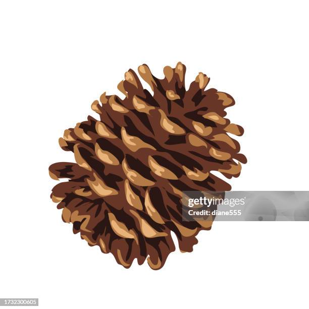 pine cone on a transparent base - pine cone close up stock illustrations