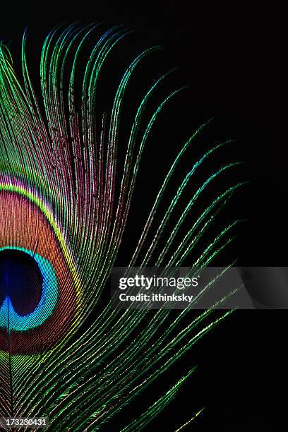 peacock feather - pauwenveer stockfoto's en -beelden