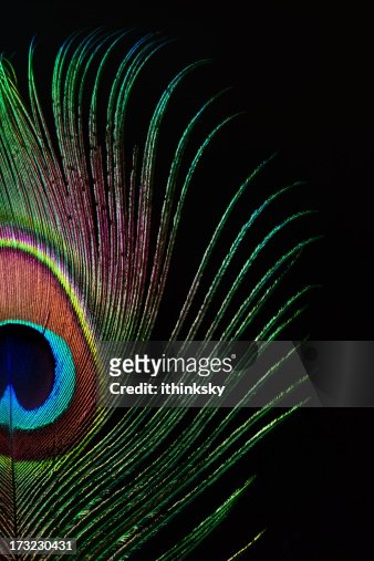 180 Peacock Feather Black Background Photos and Premium High Res Pictures -  Getty Images