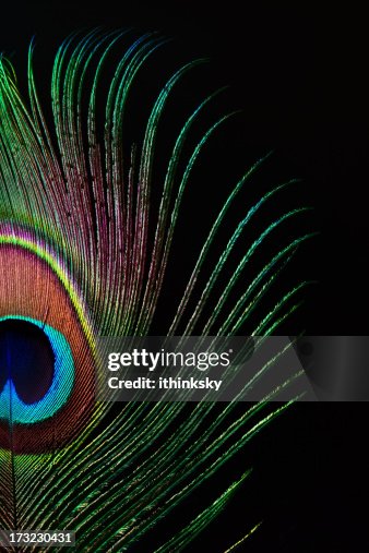 180 Peacock Feather Black Background Photos and Premium High Res Pictures - Getty Images 180 Peacock Feather Black Background Photos and Premium High Res Pictures - Getty Images