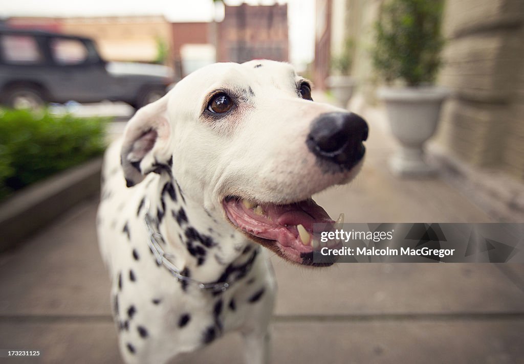 Dalmatian