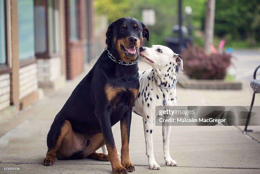 Dalmatian and Rottweiler