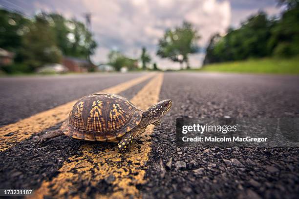 turtle crossing road - box turtle stock pictures, royalty-free photos & images