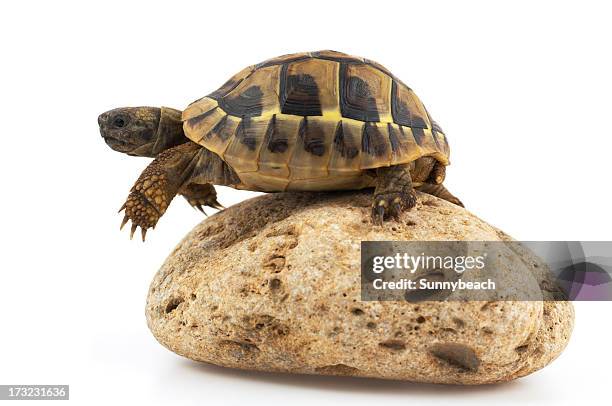 Turtles Isolate Sea Turtle Isolated Photos and Premium High Res Pictures - Getty Images
