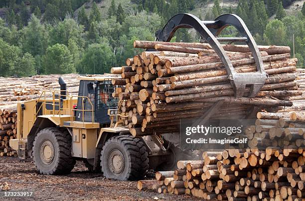 industria forestal - industria forestal fotografías e imágenes de stock