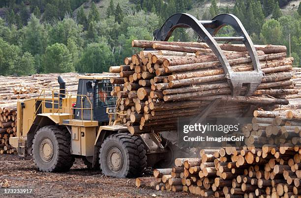 indústria madeireira - lumber industry - fotografias e filmes do acervo