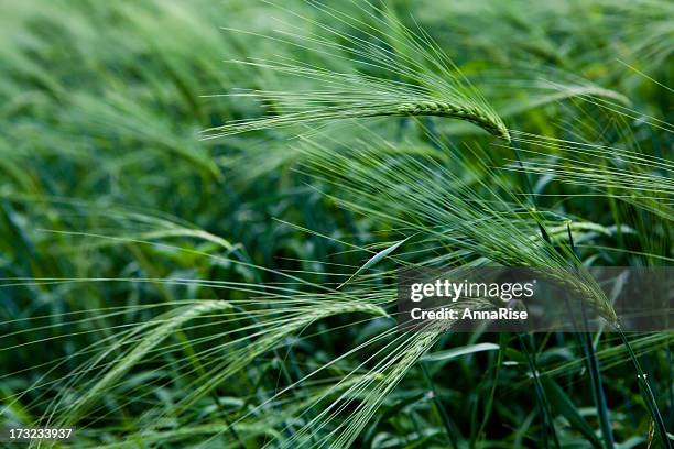 green wheat close-up - rye stock pictures, royalty-free photos & images