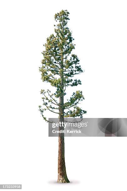 baum im frühjahr isoliert auf weiss sequoia - redwood stock-fotos und bilder