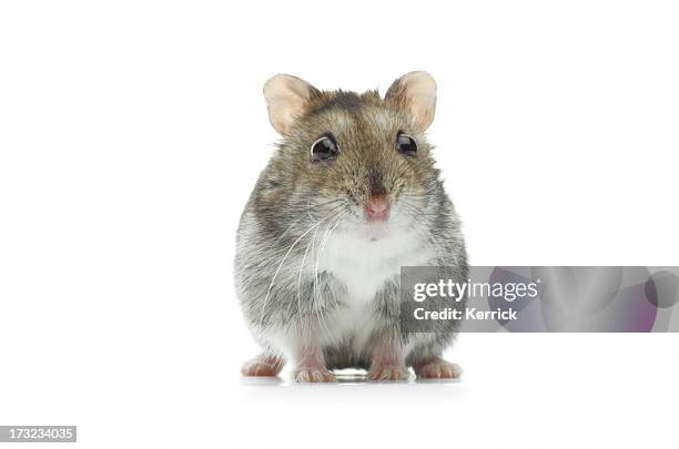 astounded djungarian hamster - animal sniffing stockfoto's en -beelden