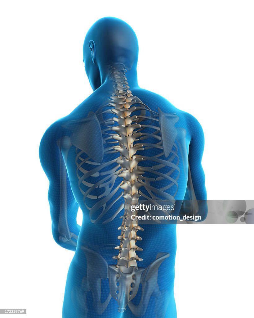 Human back