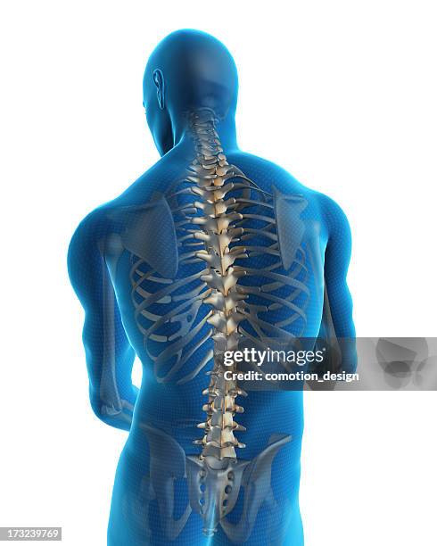 human back - human back stock pictures, royalty-free photos & images