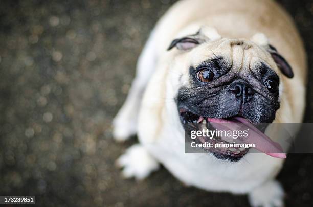 cão pug fofo com cara engraçada - fat imagens e fotografias de stock