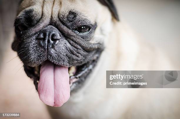 592 Angry Dog Face Photos and Premium High Res Pictures - Getty Images 592 Angry Dog Face Photos and Premium High Res Pictures - Getty Images