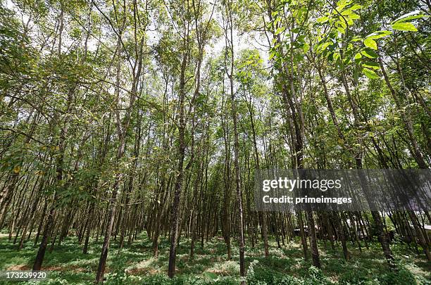 sunbeam shine through the rubber tree plantation - rubber bowl 個照片及圖片檔