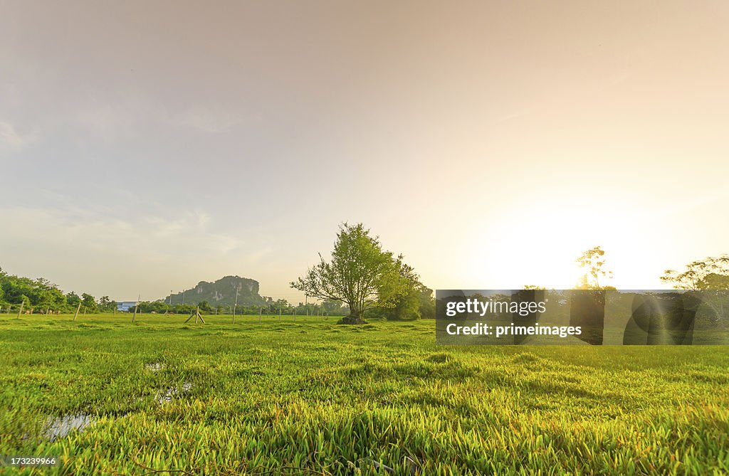 Golden meadow in summer