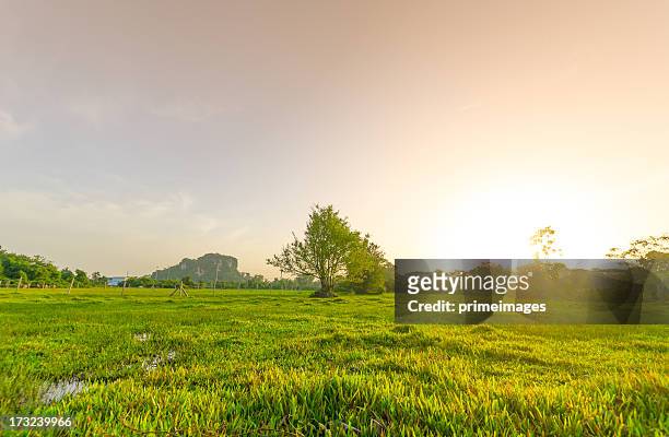 golden meadow in summer - yard grounds stock pictures, royalty-free photos & images
