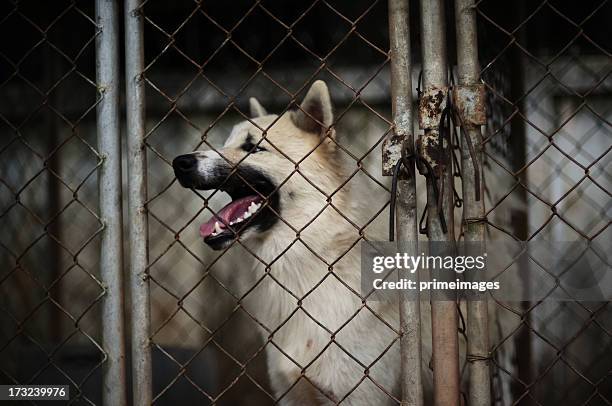 closeup of a scary black dog - toxic friendship stock pictures, royalty-free photos & images