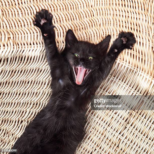 surprise kitty, adorable chat noir pousser un cri - chat rigolo photos et images de collection