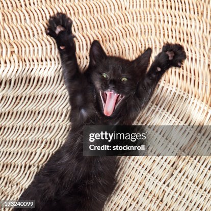 Surprise kitty, cute black cat screaming Surprise kitty, cute black cat screaming