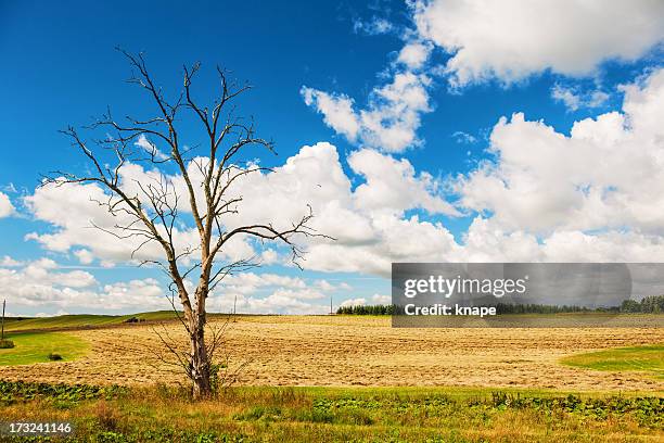 beautiful landscape - dutch elm disease stock pictures, royalty-free photos & images