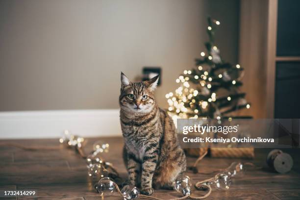 tabby and happy cat. christmas season 2024, new year, holidays and celebration - reindeer blue eyes stock pictures, royalty-free photos & images