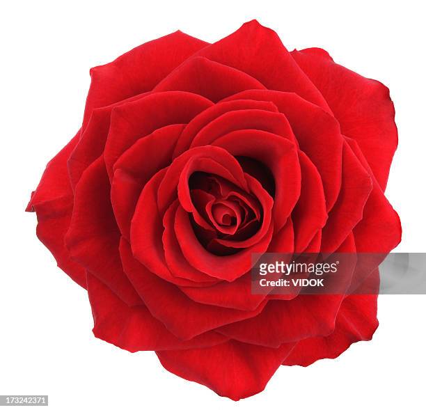 rose. - single flower fotografías e imágenes de stock